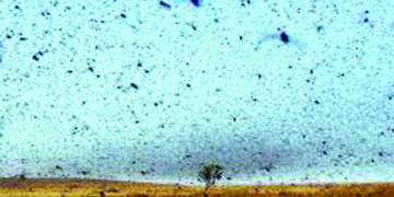 Recent locust outbreak: prolonged monsoon in Indo-Pak region was the reason, says scientists