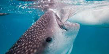 781 whale sharks rescued, freed across Gujarat coast since 2004, says Wildlife Trust of India official