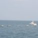 ICG ship recovers and hands over 7 Lankan fibre boats adrift from Kachchativu