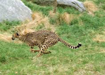 Conservation: Gujarat, 3 other states keen on hosting Cheetah