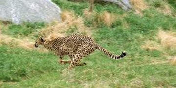 Conservation: Gujarat, 3 other states keen on hosting Cheetah