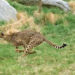 Conservation: Gujarat, 3 other states keen on hosting Cheetah