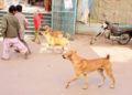Dog attacks on children violate human rights: PIL
