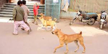 Dog attacks on children violate human rights: PIL
