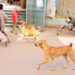 Dog attacks on children violate human rights: PIL