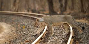 No gauge conversion of railway track passing through Gir: Centre assures Parimal Nathwani