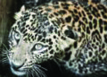 Leopard mauls 3-year-old girl child to death; Karnataka minister orders shoot at sight