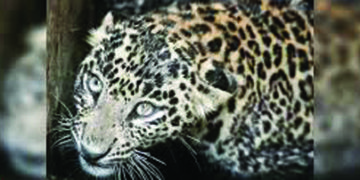 Leopard mauls 3-year-old girl child to death; Karnataka minister orders shoot at sight