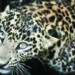 Leopard mauls 3-year-old girl child to death; Karnataka minister orders shoot at sight