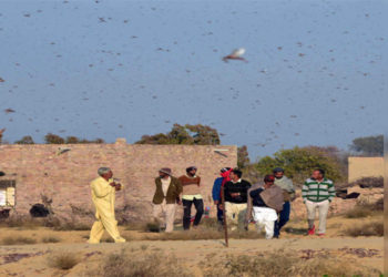 Over 4 lakh hectare locust-hit farmland treated in Rajasthan, Gujarat, says Union Agri Minister