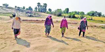 AP Govt will procure paddy from farmers, says Minister