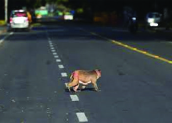 Troops of mokeys invade Puducherry streets during lockdown