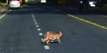 Troops of mokeys invade Puducherry streets during lockdown