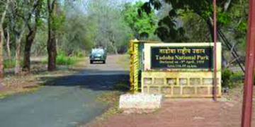 Feast for wildlife lovers during lockdown; TATR posts videos everyday, says CCF