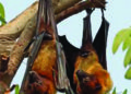 ICMR study finds presence of “bat coronavirus” in two Indian bat species
