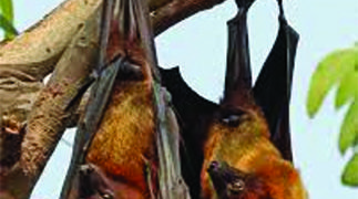 ICMR study finds presence of “bat coronavirus” in two Indian bat species