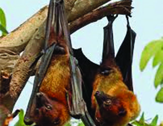ICMR study finds presence of “bat coronavirus” in two Indian bat species