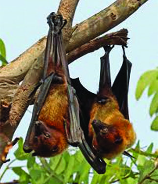 ICMR study finds presence of “bat coronavirus” in two Indian bat species