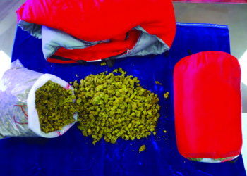 Rs 9 lakh worth of cannabis seized at Chennai Airport