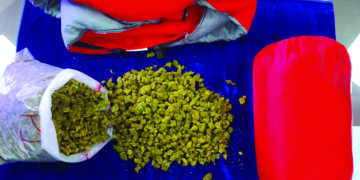 Rs 9 lakh worth of cannabis seized at Chennai Airport