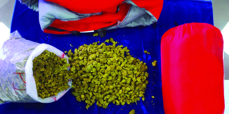 Rs 9 lakh worth of cannabis seized at Chennai Airport