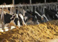 COVID-19 lockdown: NDDB provides reformulation support to cattle feed plants