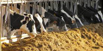 COVID-19 lockdown: NDDB provides reformulation support to cattle feed plants