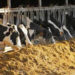 COVID-19 lockdown: NDDB provides reformulation support to cattle feed plants