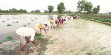 Agri-startups can offer tech solutions to keep food supply chain rolling amid COVID-19 crisis: Ficci study