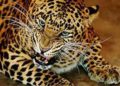 Leopard mauls man to death in Junagadh forest