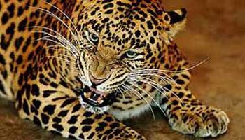Leopard mauls man to death in Junagadh forest