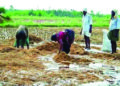 Untimely rain damages paddy crop on 5,000 hectares in AP