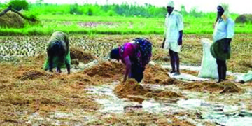 Untimely rain damages paddy crop on 5,000 hectares in AP