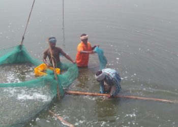 COVID-19: To support the shrimp farmers, Aquaconnect launches helpline number 72999 10993