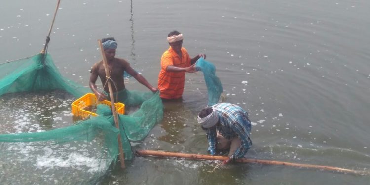 COVID-19: To support the shrimp farmers, Aquaconnect launches helpline number 72999 10993