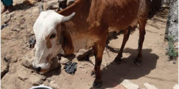 COVID-19: APM Terminals Pipavav’s mobile vet clinic provides emergency medical services in villages