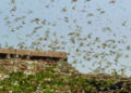 Locust species attack crops in Tamil Nadu; Agriculture department to tackle menace