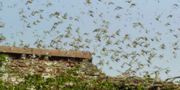Locust species attack crops in Tamil Nadu; Agriculture department to tackle menace