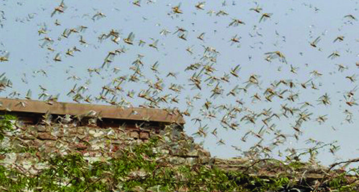 Locust species attack crops in Tamil Nadu; Agriculture department to tackle menace
