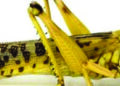 Locust attack badly-timed ‘serious infestation’, possibility of crop loss, says Official
