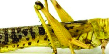Locust attack badly-timed ‘serious infestation’, possibility of crop loss, says Official