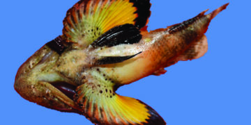Rare bandtail scorpionfish found in Gulf of Mannar