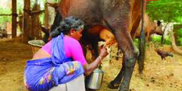 COVID-19 pandemic: NDDB holds webinar to address dairy farmers’ problems
