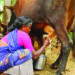 COVID-19 pandemic: NDDB holds webinar to address dairy farmers’ problems