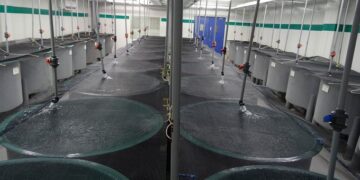 Chennai-based MPEDA facility successfully quarantines US shrimps
