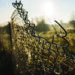Man dies, as he comes into contact with illegal electric fence in TN