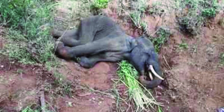Elephant with injured mouth dies near Coimbatore