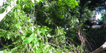 World Environment Day: Centre launches programme to increase forest cover in urban areas