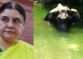 Elephant death issue: Kerala Police Registers FIR Against Maneka Gandhi