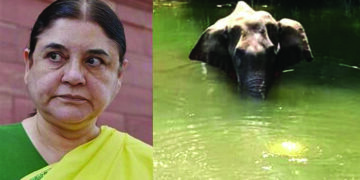 Elephant death issue: Kerala Police Registers FIR Against Maneka Gandhi
